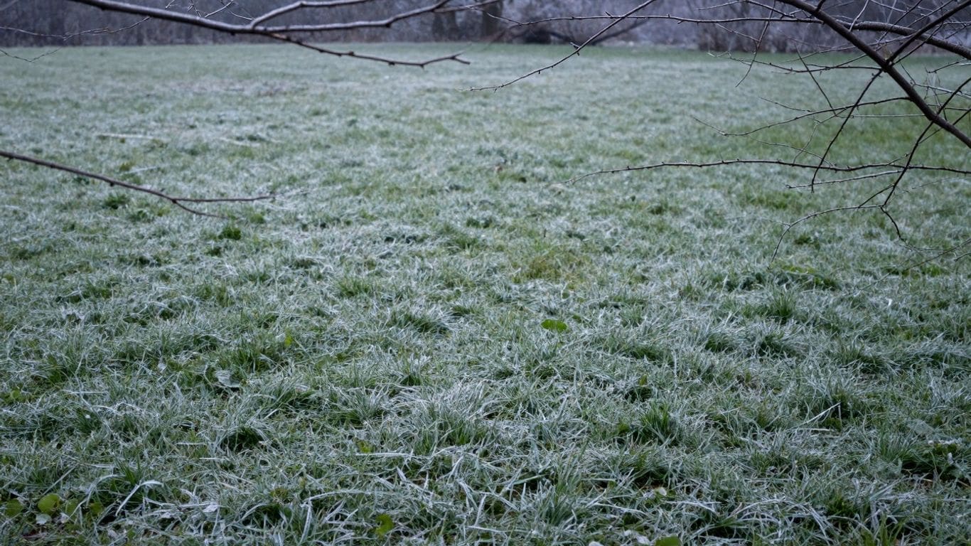 frost-covered grass field with bare tree branches